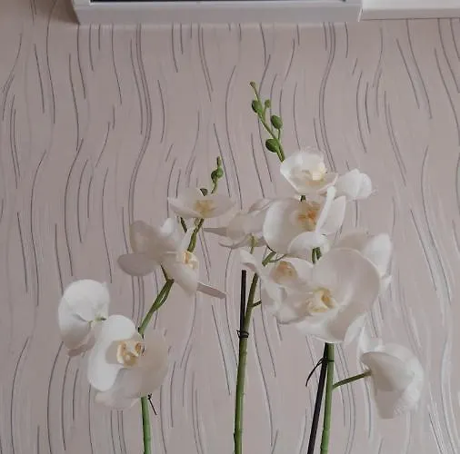 Apartament Relaxap